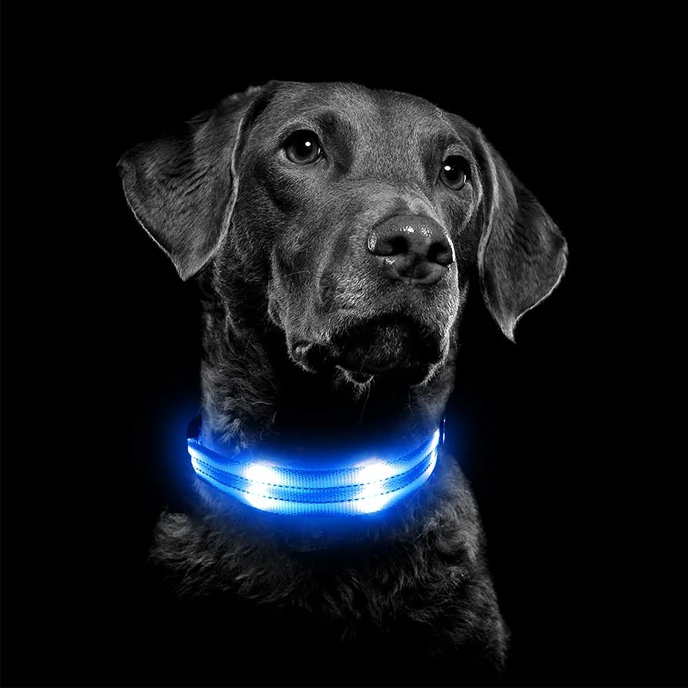 BSEEN Double-Line LED Dog Collar