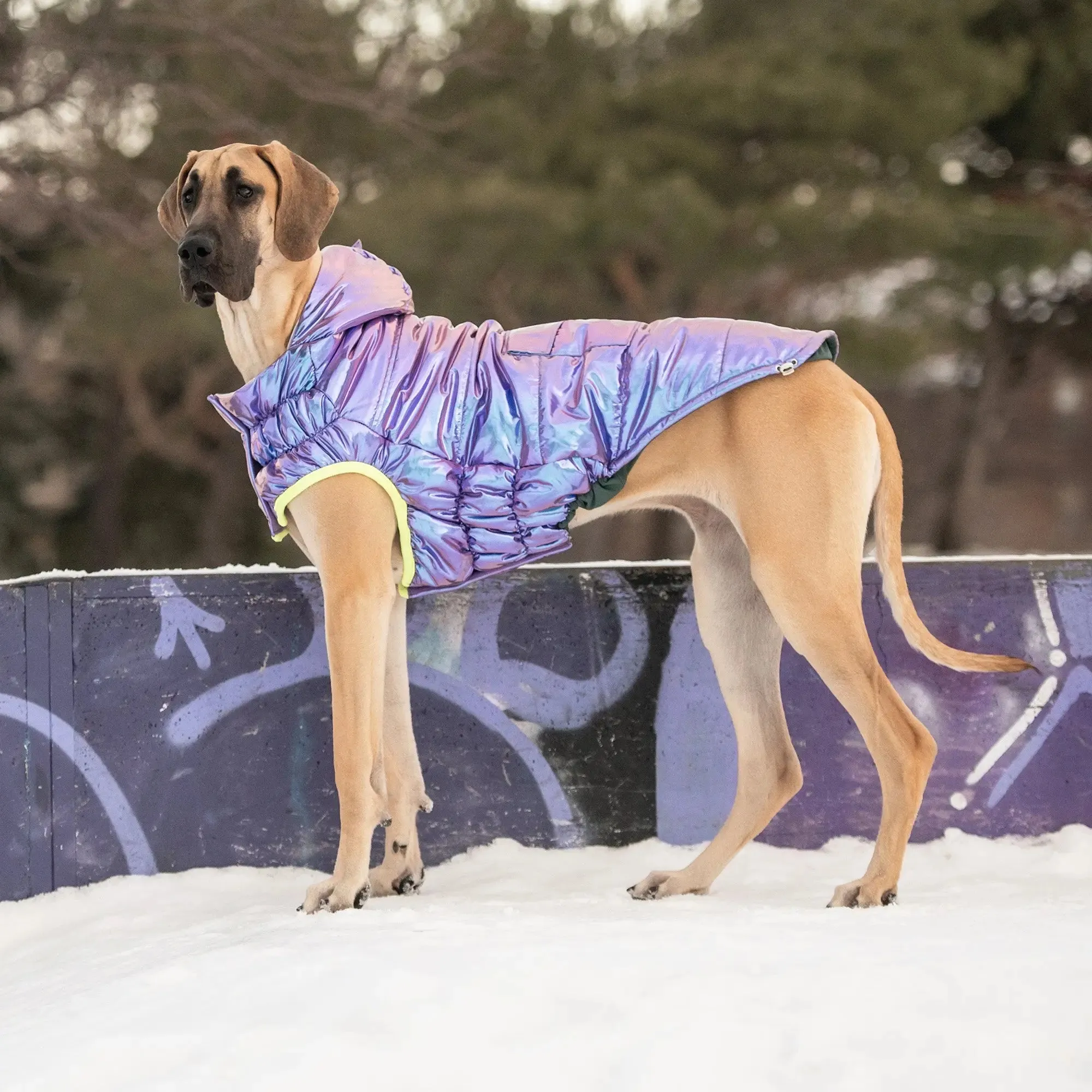 Recycled Dog Parka | Iridescent