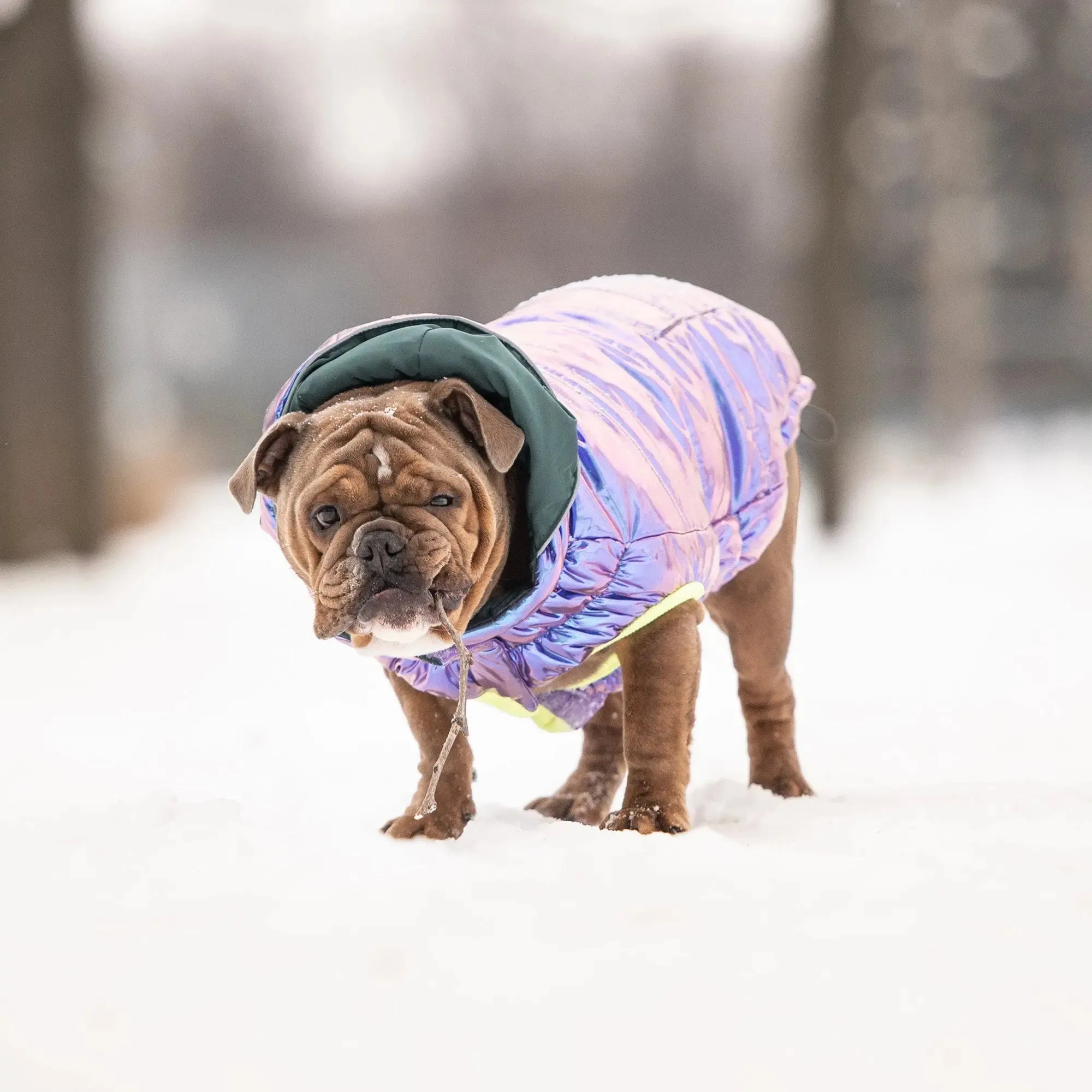 Recycled Dog Parka | Iridescent